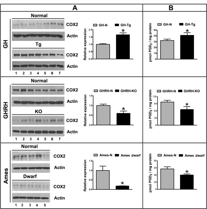 Longevity is inversely associated with testicular COX2 expression and PGD2 production