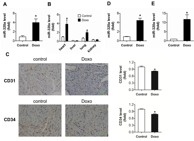 Increased miR-320a and decreased cardiac microvessel density were induced by doxorubicin in vivo and in vitro