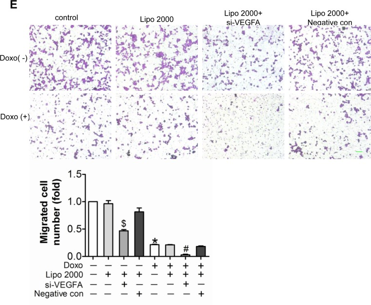 Down-regulated expression of VEGF-A aggravated doxorubicin-induced impairment in HUVEC