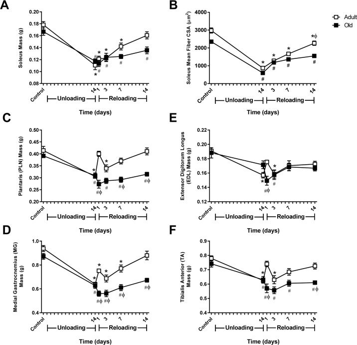Comparison of muscle mass and soleus fiber cross-sectional area changes in adult and old rats subjected to hindlimb unloading (HU) and reloading