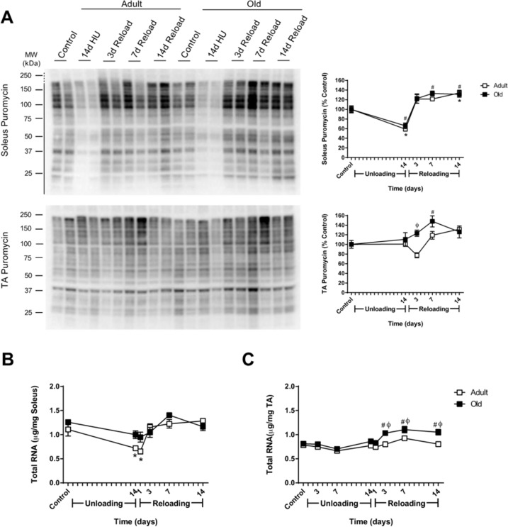 Effect of hindlimb unloading (HU) and reloading on muscle protein synthesis and total RNA in adult and old rats