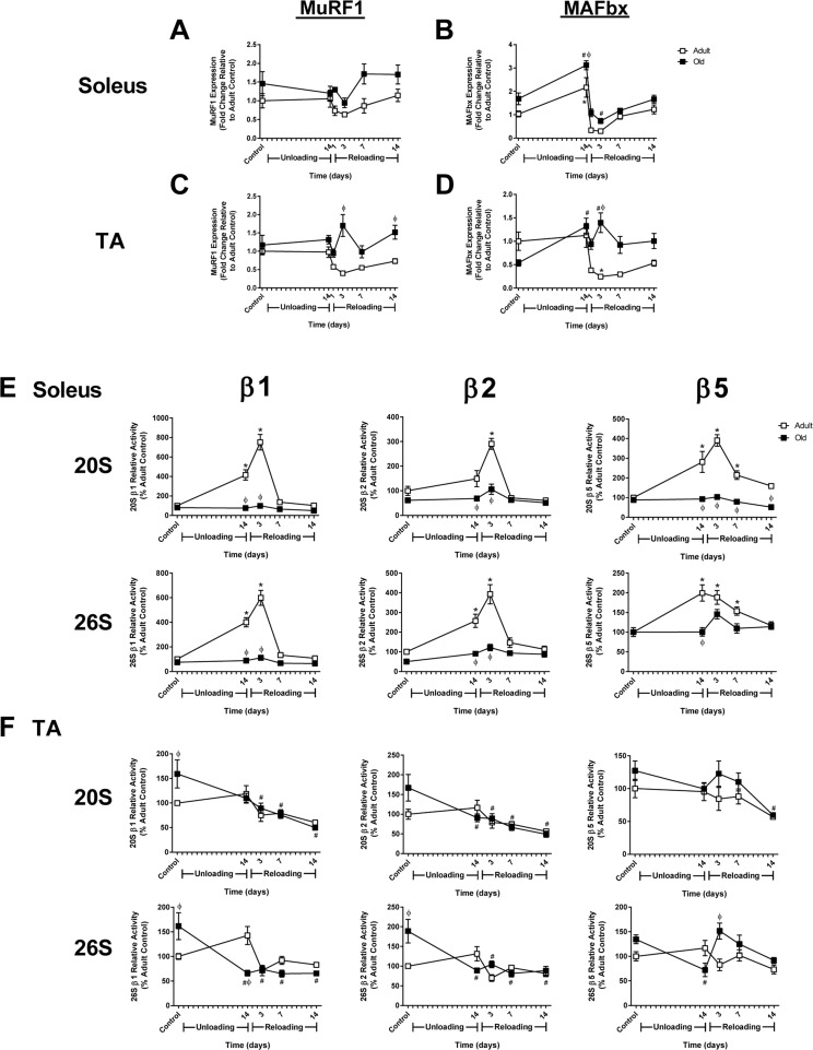 Changes in MuRF1 and MAFbx expression and proteasome activity in adult and old rats after hindlimb unloading (HU) and reloading