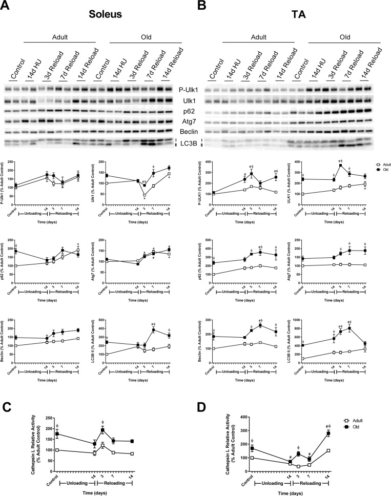 Autophagy-related changes in protein expression and cathepsin L activity during hindlimb unloading (HU) and reloading