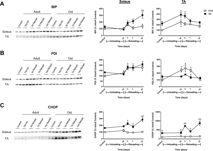 Markers of endoplasmic reticulum (ER) stress in adult and old rats during hindlimb unloading (HU) and reloading