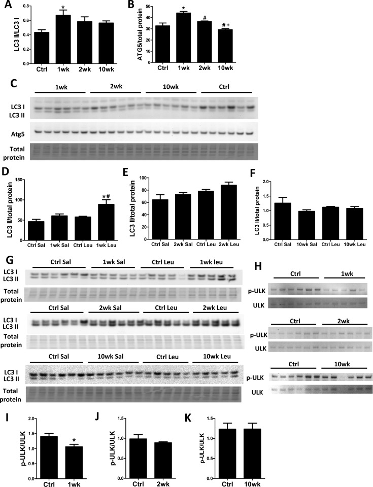 Autophagy increases transiently at 1 week after rapamycin treatment initiation