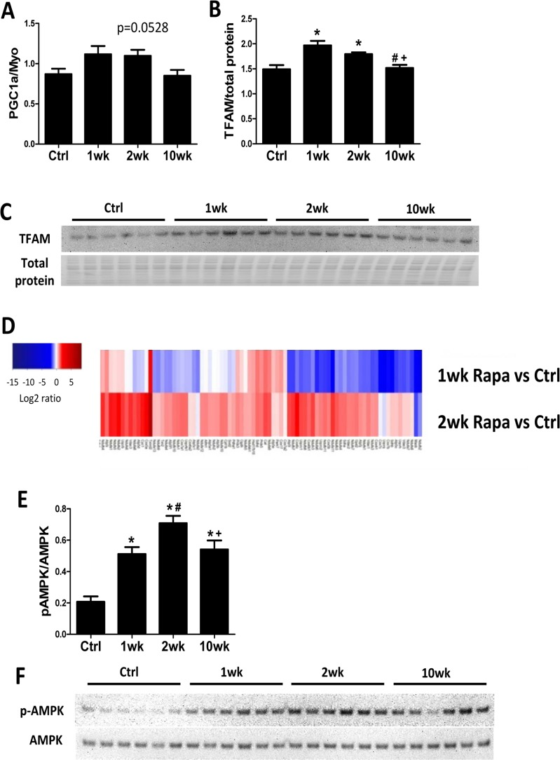 Mitochondrial biogenesis increases in the first 2 weeks of rapamycin treatment