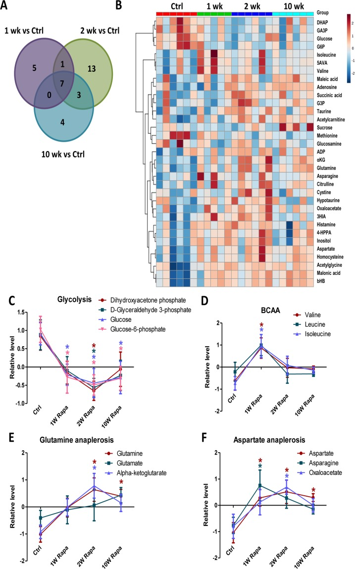 Rapamycin induces differential temporal regulation on cardiac metabolome