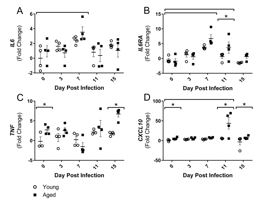 Influenza infection induced muscle-localized inflammatory gene expression in the gastrocnemius that is prolonged and elevated in aged mice