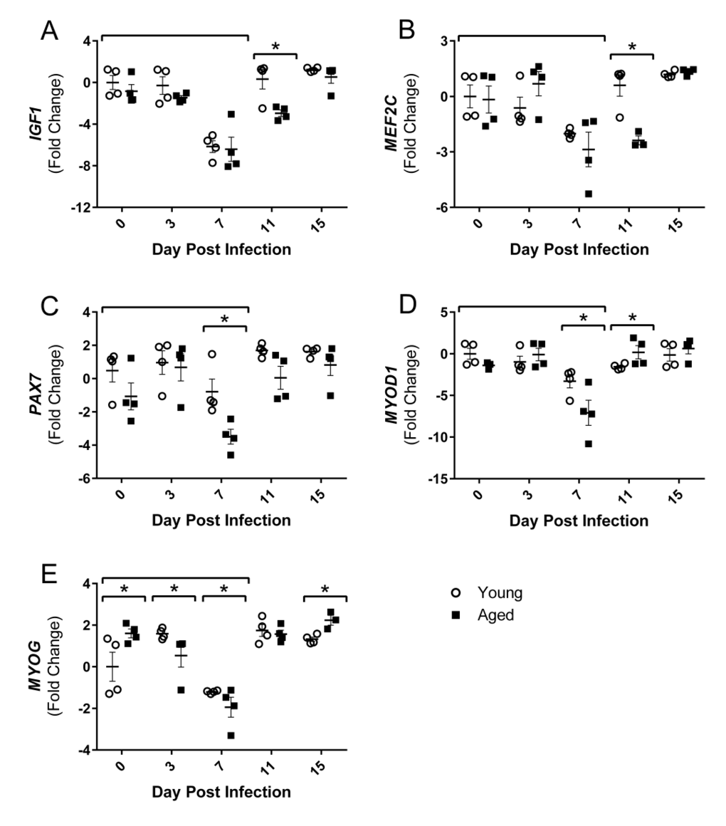 Influenza infection reduced gastrocnemius expression of positive regulators of muscle mass and myogenic regulatory factors to a greater degree in aged mice