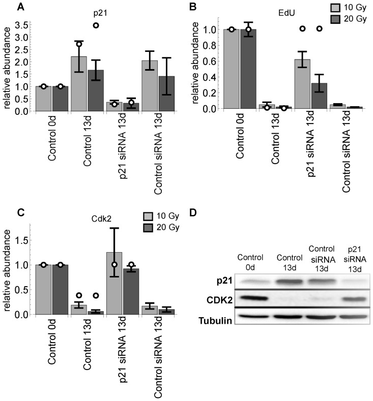 p21 silencing 11 days after IR with sample collection 2 days later (13d). (A) relative p21 levels. (B) relative EdU incorporation. (C) relative Cdk2 levels. All values are scaled to day 0. Light and dark gray bars indicate 10 and 20 Gy radiation, respectively. Error bars indicate standard error of the mean (SEM) (n≥3). (D) representative western blot demonstrating validation of the p21 silencing in irradiated MRC5 cells (20 Gy).