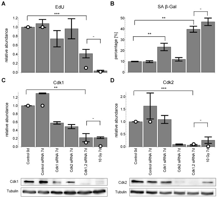 Cdk1,2 silencing for 7 days. White circles indicate corresponding model predictions. (A) relative EdU incorporation (mean ± SEM (n≥3)). (B) SA-βG activity (mean ± SEM (n≥3)). (C) relative Cdk1 levels (mean ± SEM (n≥3)) with representative Western blot. (D) relative Cdk2 levels (mean ± SEM (n≥3)) with representative Western blot. All values are scaled to control before radiation at day 0. ***: P0.05, unpaired two-sided t-test.