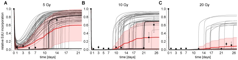 Simulated (CycE/Cdk2-a) and measured (EdU) time series of cells at G1-S transition for (A) 5 Gy IR, (B) 10 Gy IR and (C) 20 Gy IR, respectively. Thick black line: simulated CycE/Cdk2-a using the parameterized model (Figures 3, S4). Thin gray lines: Monte-Carlo simulation (MCS) of CycE/Cdk2-a using the parameterized model. Thick red line: Average MCS. Red shaded region: Standard deviation of MCS. Dots: Measured mean relative EdU incorporation ± SEM (n≥3).