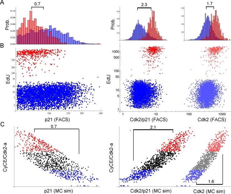 Single cell proliferation analysis of G1-S (2n) cells 3 days after 2.5 Gy IR. Cells were stained for DNA content, p21, Cdk2 and EdU. Only single 2n gated cells are shown. X-scales of A and B are equal. (A) Probability distribution histogram for EdU-positive (red) and EdU-negative (blue) cells. Corresponding dot plots are displayed in B. Numbers indicate the fold-difference of population means. Left panel: EdU vs. p21, Right panel: EdU vs. Cdk2/p21 and Cdk2, respectively, as indicated on the x-axis in B. (B) Dot plots of single cell EdU incorporation. Red: EdU-positive cells, Blue: EdU-negative cells. Left panel: EdU vs. p21, Right panel: EdU vs. Cdk2/p21 (bright dots) and Cdk2 (shaded dots), respectively. Cdk2/p21 and Cdk2 are displayed in the same graph to illustrate distribution differences. (C) Single cell Monte-Carlo simulation (MC sim) 3 days after 2.5 Gy IR. Red: Upper 25%-quantile of simulated active Cdk2 (CycE/Cdk2-a), Blue: Lower 25%-quantile of simulated active Cdk2 (CycE/Cdk2-a). Left panel: CycE/Cdk2-a vs. p21, Right panel: CycE/Cdk2-a vs. Cdk2/p21 (bright dots) and Cdk2 (lighter dots), respectively. Cdk2/p21 and Cdk2 are displayed in the same graph to illustrate distribution differences. Numbers indicate the fold-difference between red and blue population means.