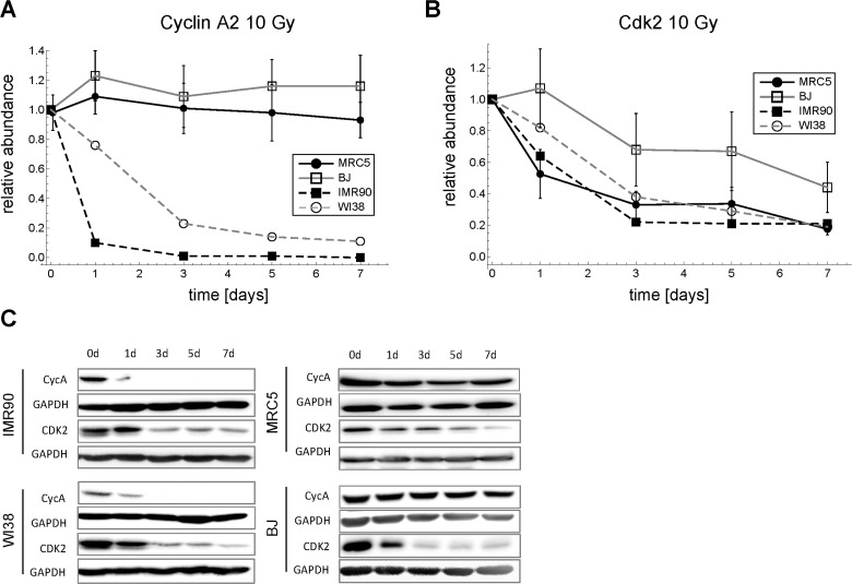Time series of Cdk2 and Cyclin A2 expression in four different primary human fibroblasts after 10 Gy IR. (A) Cyclin A2 time series (mean ± SEM (n≥3)). (B) Cdk2 time series (mean ± SEM (n≥3)). (C) Representative Western blots for A and B.