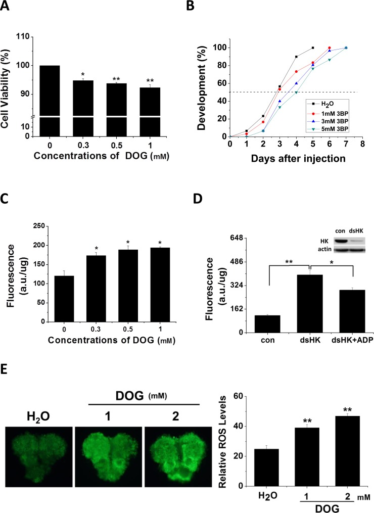 Inhibitor effects on cell viability, developmental delay, and ROS activity