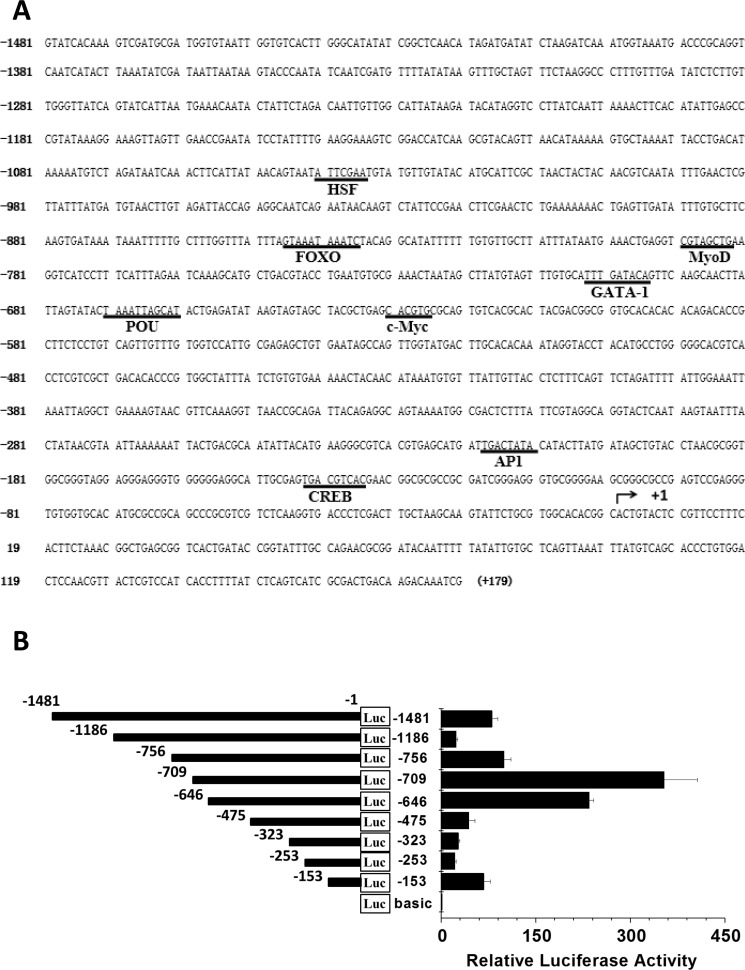 Har-HK promoter region sequence and activity