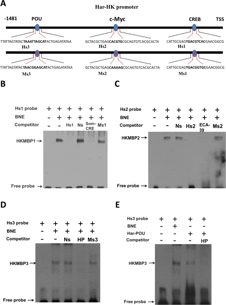 Electrophoresis mobility shift assays (EMSAs) using the activating region