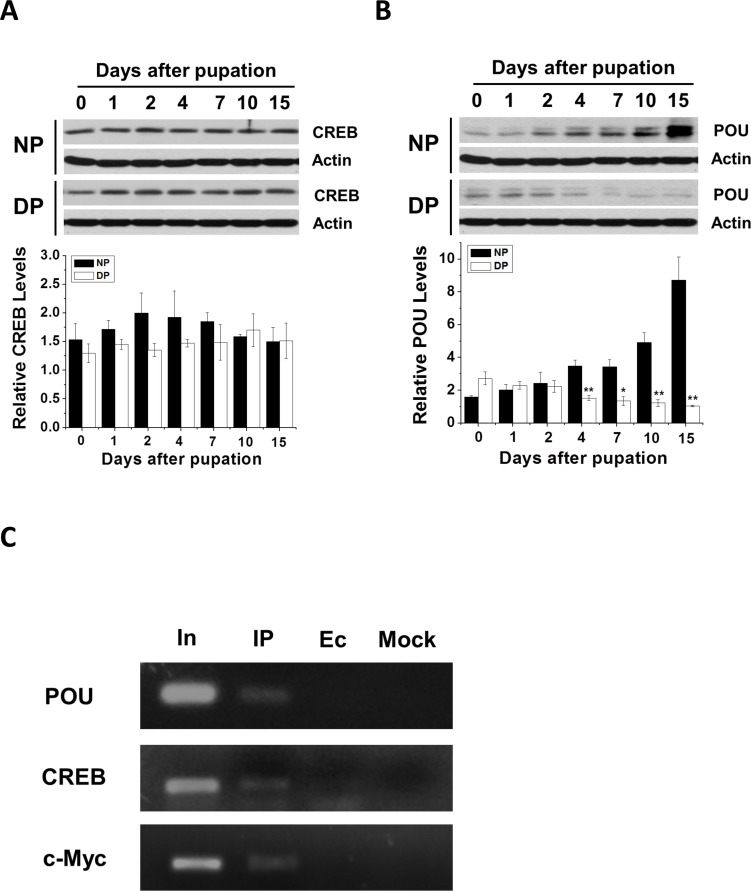 Developmental expression and ChIP assay