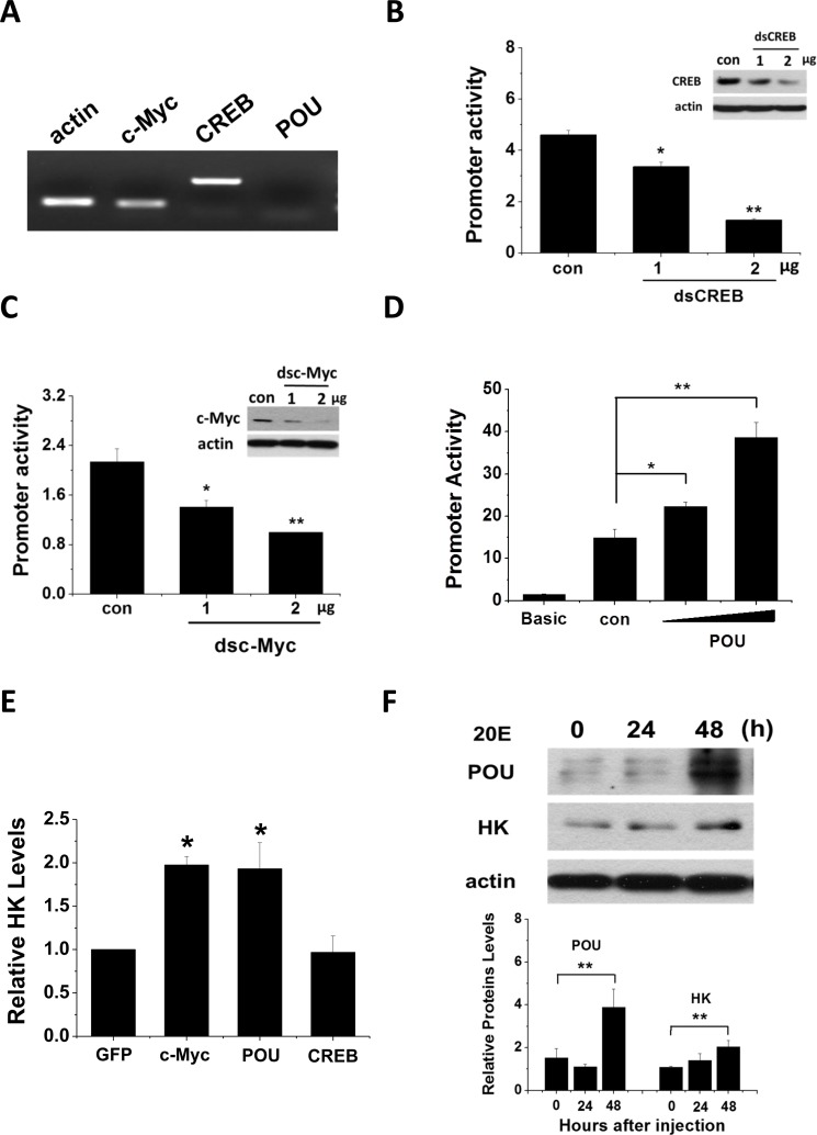 Har-CREB, -c-Myc and -POU regulate Har-HK promotor activity and gene expression