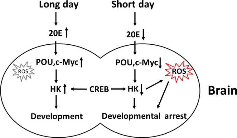 Schematic representation of Har-HK regulation during insect diapause and development