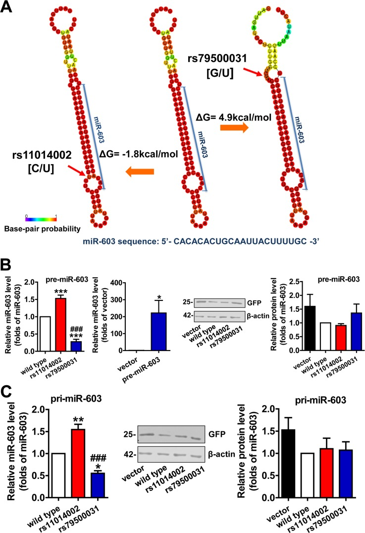 The rs11014002 SNP promotes miR-603 biogenesis