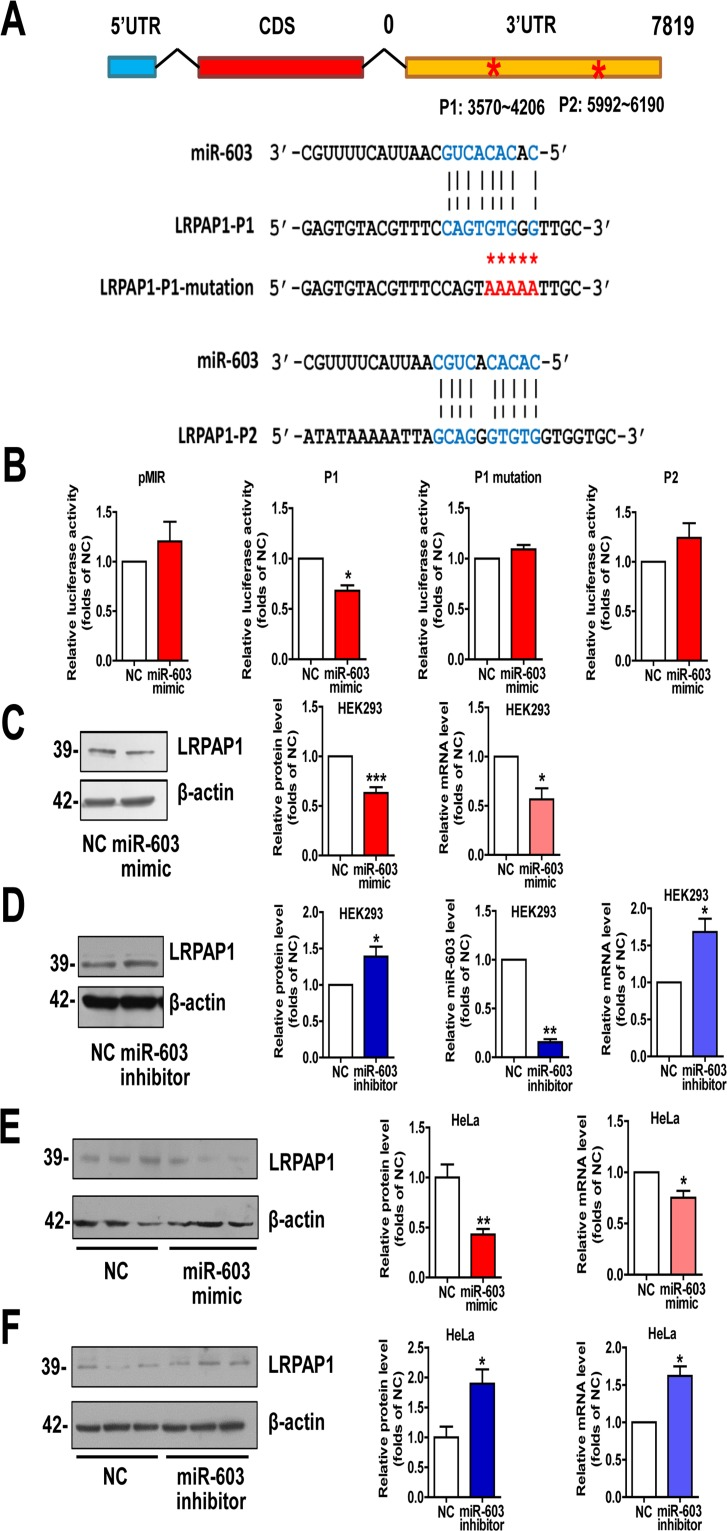 miR-603 directly targets LRPAP1 by binding the 3′UTR of LRPAP1 and downregulates LRPAP1 mRNA and protein levels