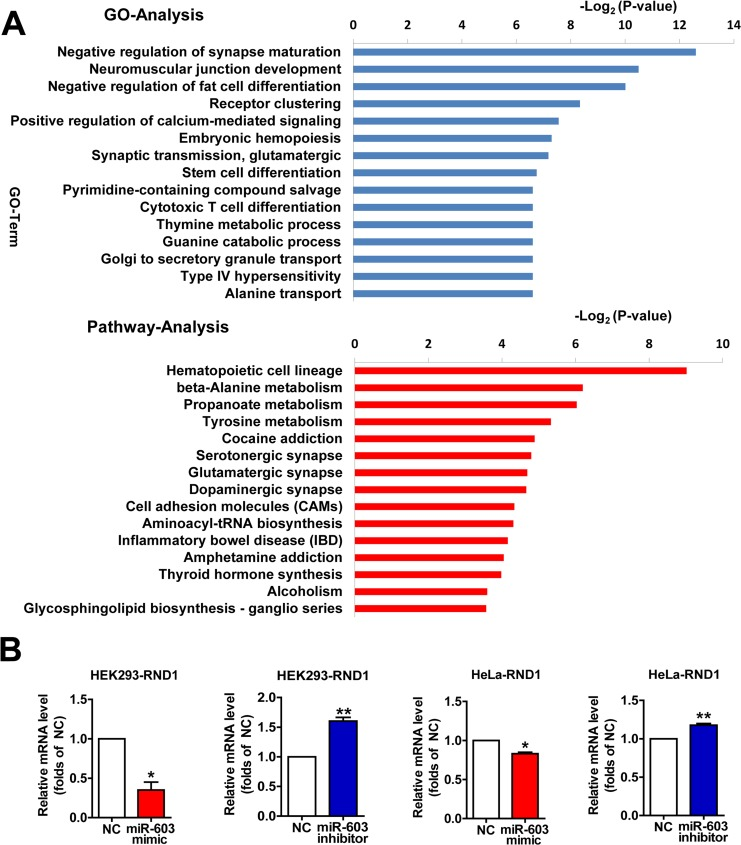 Profiles of differentially expressed genes (DEGs) targeted by miR-603 as determined by Gene Ontology (GO) and pathway analysis