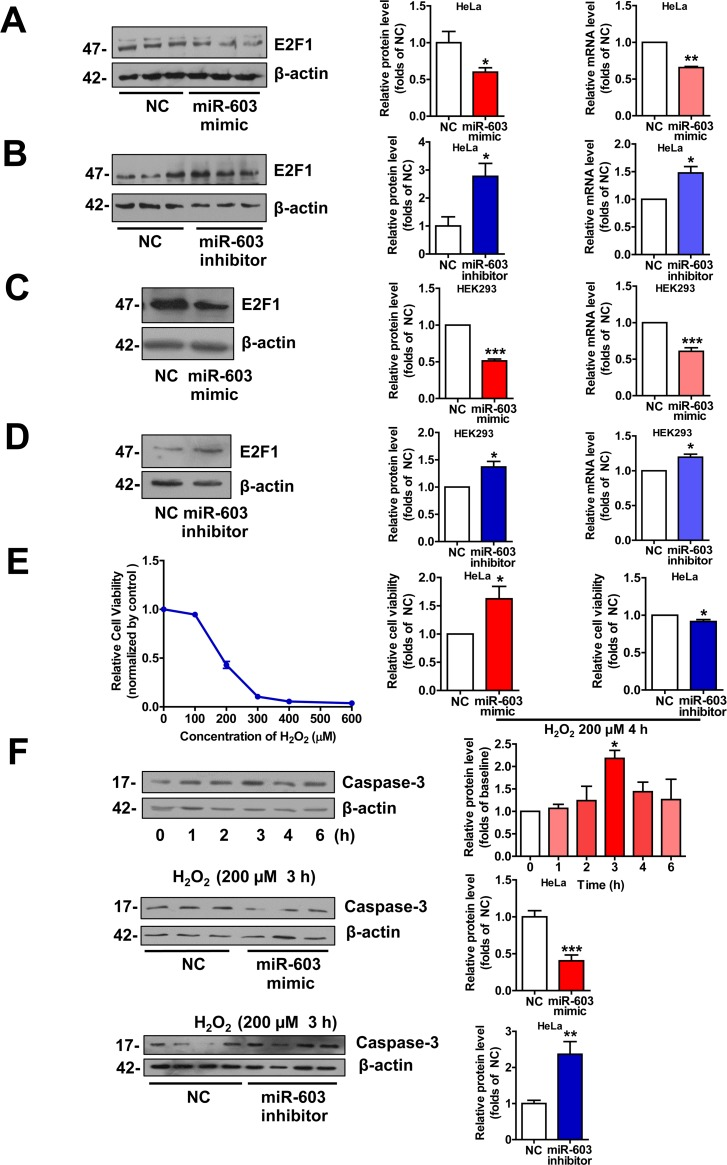 miR-603 downregulates E2F1 expression and prevents HeLa cells from undergoing H2O2–induced apoptosis
