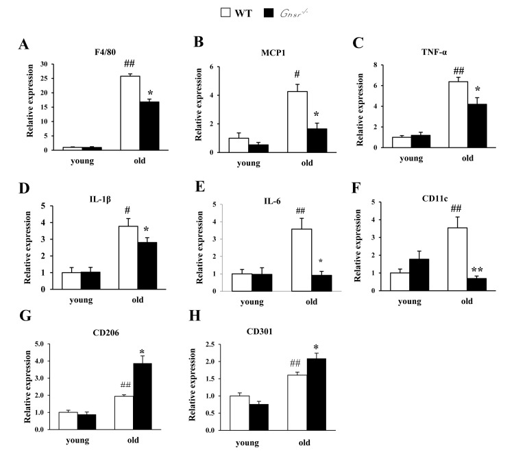 GHS-R ablation suppresses age-associated increase of expression of pro-inflammatory cytokines in WAT