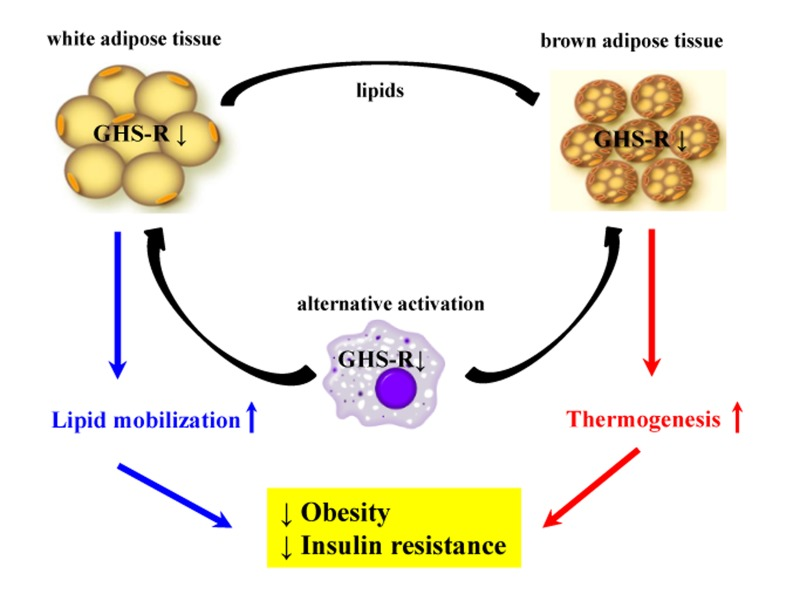 Schematic diagram of proposed role of GHS-R in adipose tissues during aging