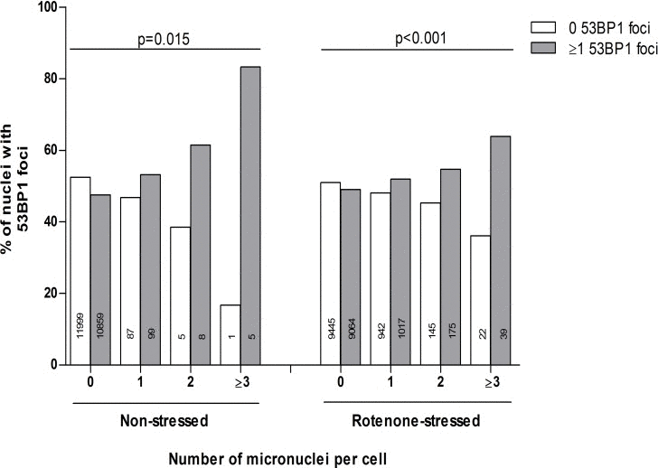 The association of the absolute number of micronuclei and 53BP1 foci