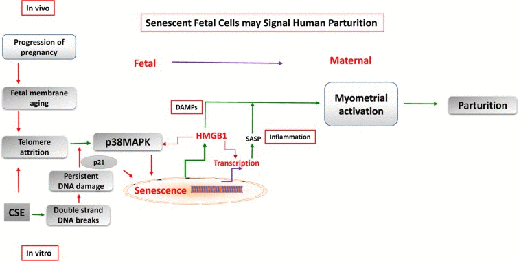 Feto-maternal signaling in parturition