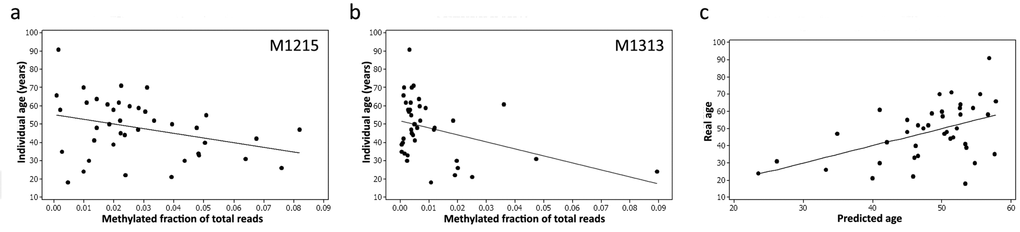 Methylation levels (expressed as a fraction) at two CpG sites within the 12S RNA gene, M1215 (a) and M1313 (b), correlate with age and can be used to construct an accurate predictive model (c) using Pearson's correlation.