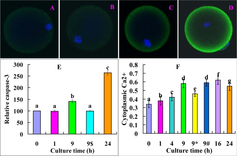 Levels of active caspase-3 and cytoplasmic calcium after oocytes were cultured in FCM for different times. A, B, C and D are confocal microscopic images (original magnification ×400) showing active caspase-3 distribution in oocytes aged in FCM for 0, 1, 9 and 24 h, respectively. E is a graph showing the quantification of active caspase-3 in oocytes aged in FCM for different times. 9$ indicates oocytes aged for 9 h in the presence of 5-μM MG132. Each treatment was repeated 3 times with each replicate containing 15-20 oocytes. F is a graph showing the levels of cytoplasmic calcium in oocytes aged in FCM for different times. 9* and 9# indicate oocytes aged for 9 h in the presence of caspase-3 inhibitor or 5-μM MG132, respectively. Each treatment was repeated 3 times with each replicate containing about 20 oocytes. a-g: values with different letters above their bars differ significantly (P