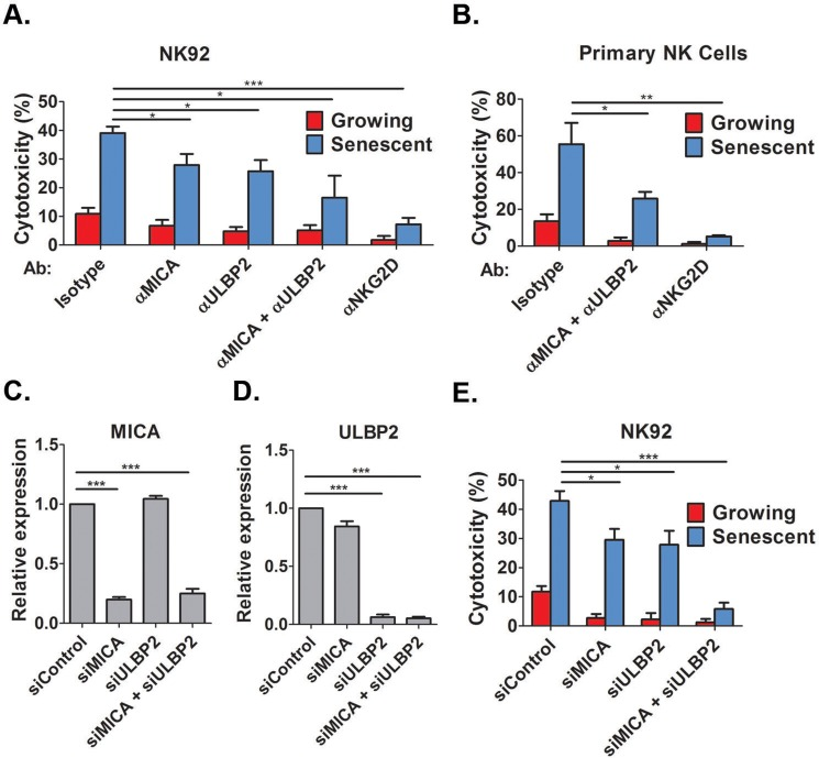 NKG2D receptor-ligand interaction mediates the recognition of senescent cells by NK cells