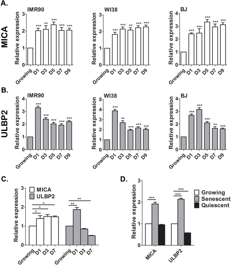 MICA and ULBP2 expression is stably upregulated in senescent, but not quiescent cells