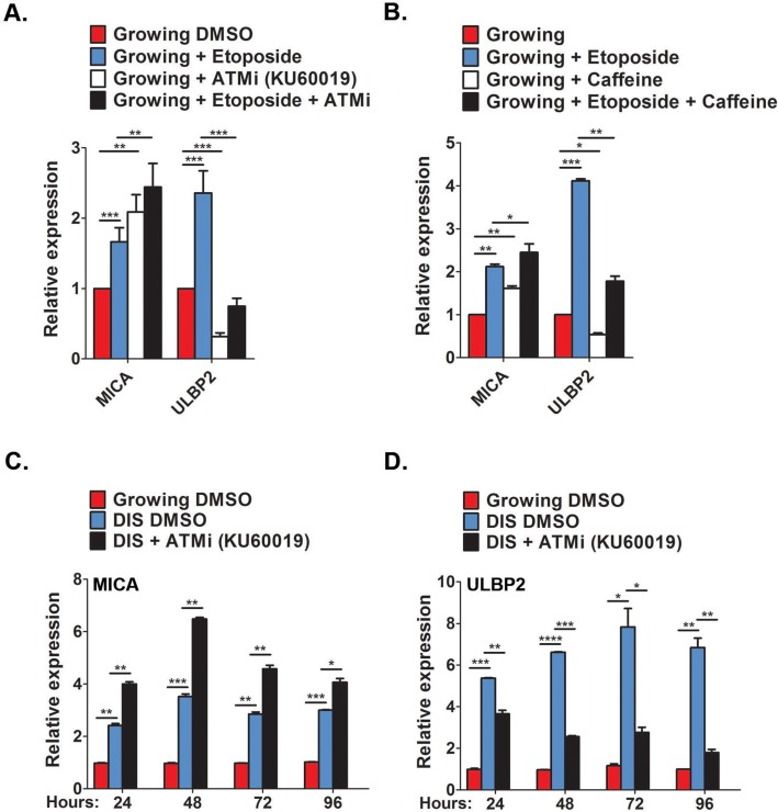 Contribution of DDR for MICA and ULBP2 expression