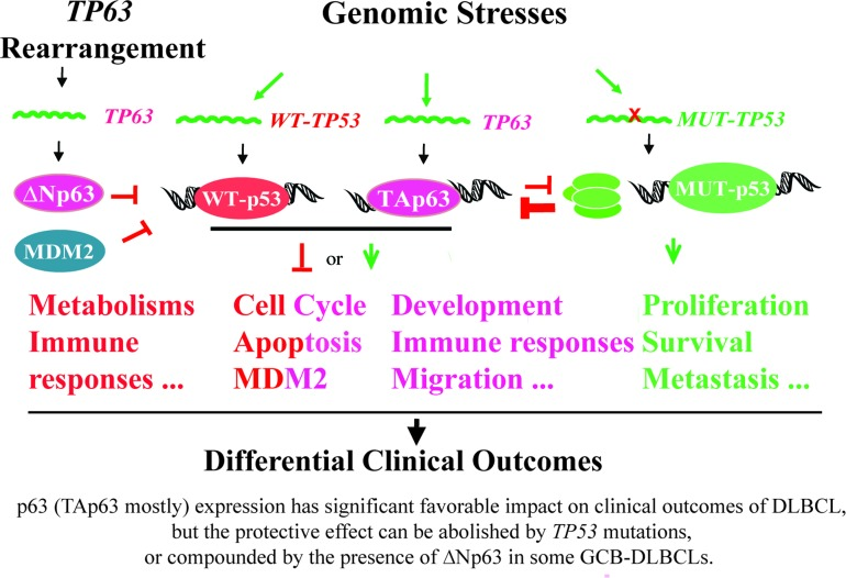 A hypothetical model illustrating the regulation and roles of p53 and p63 in DLBCL lymphomagenesis and clinical outcomes suggested by our clinical and biological data