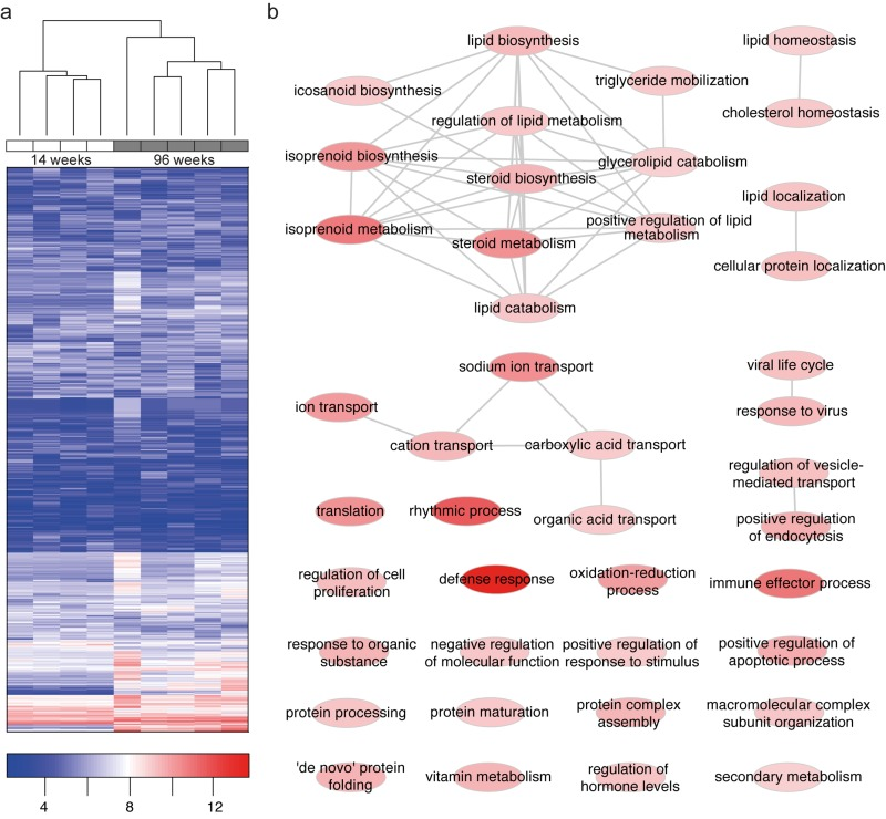 Microarray analysis reveals age-specific clustering and differentially expressed genes to be associated with lipid metabolism