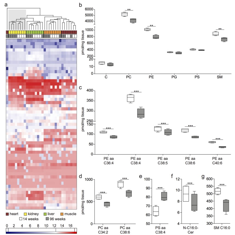 Lipidome analysis shows age-specific clustering and a decrease of lipid species and subspecies with age