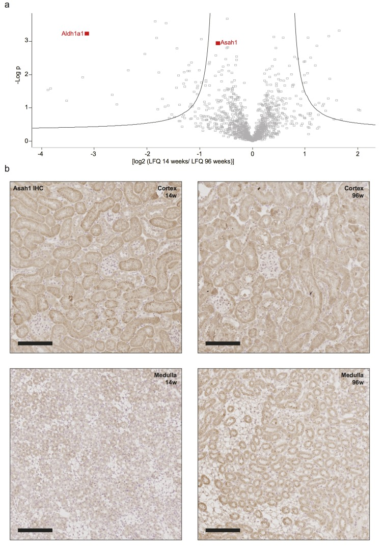 Increased abundance of Asah1 correlates with a decrease in ceramide 16 in aged kidneys