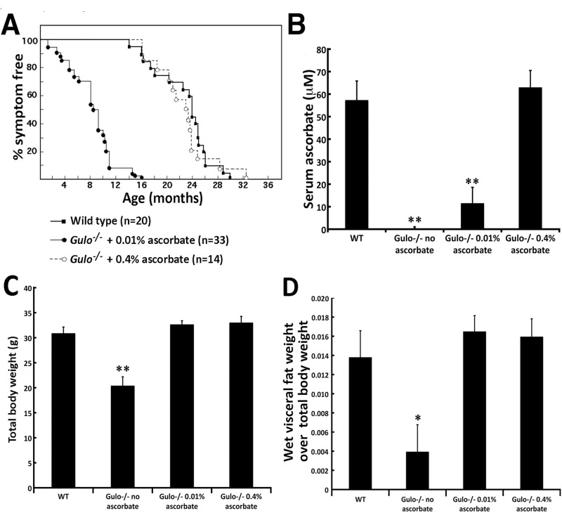 Impact of vitamin C (ascorbate) on the life span and the body weight of Gulo−/− mice