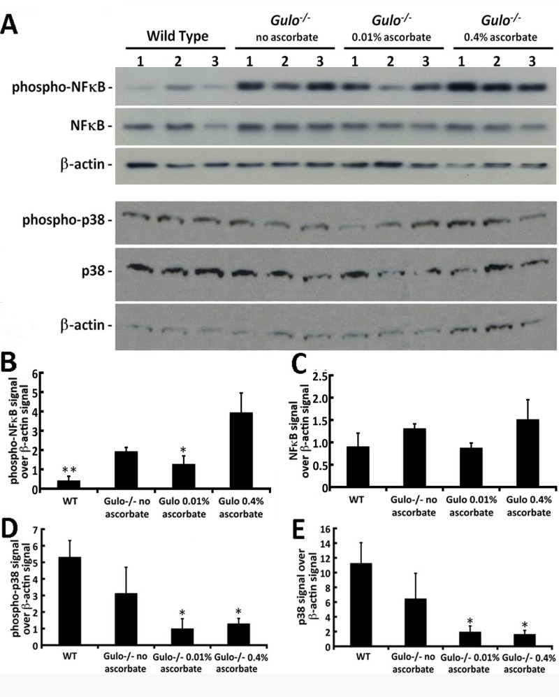 Impact of ascorbate on the levels of different stress markers in the liver of Gulo−/− mice