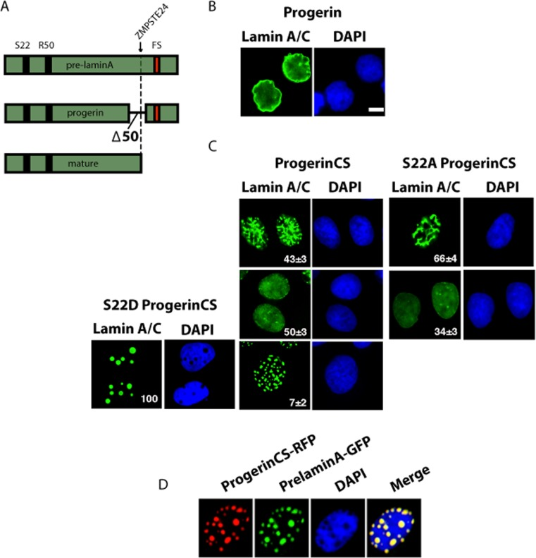 Distinct patterns of nuclear localization of progerin and non-farnesylated progerin (progerin CS)