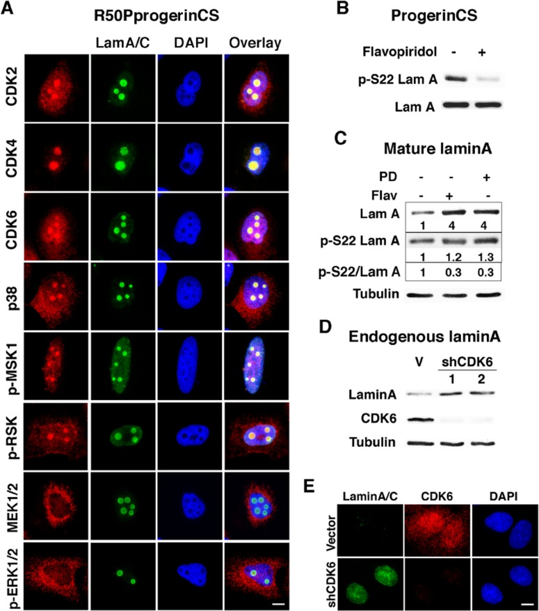 Flavopiridol sensitive kinases control serine 22 phosphorylation of non-farnesylated progerin and mature lamin A