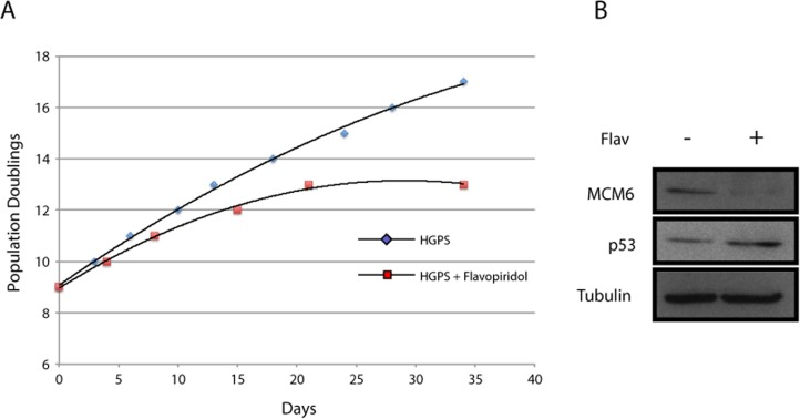 CDK inhibitor accelerates senescence in HGPS fibroblasts