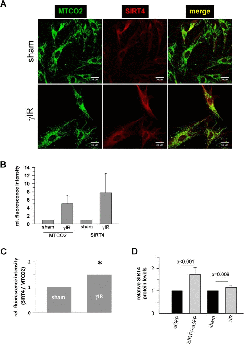 Confocal microscopy based analysis of the expression and colocalization of SIRT4 with the mitochondrial marker MTCO2 (mitochondrially encoded cytochrome C oxidase II) in γ-irradiated human dermal fibroblasts