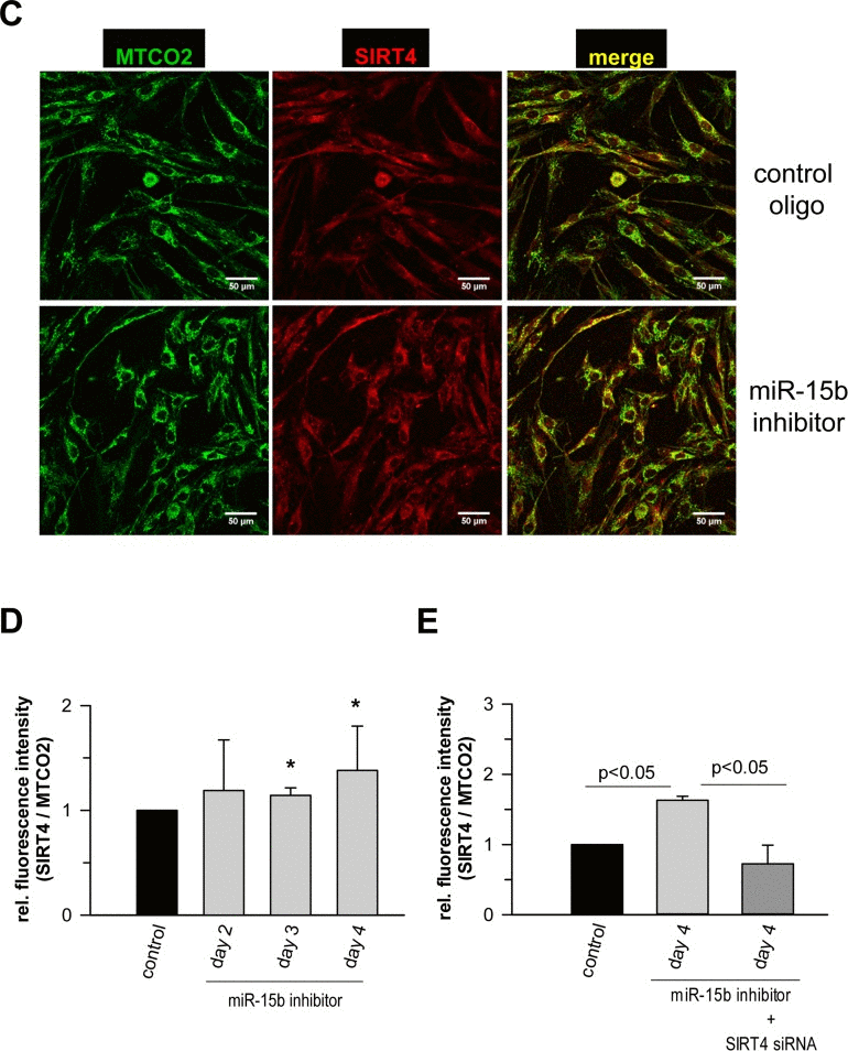 Analysis of the expression of SIRT4 and its colocalization with the mitochondrial marker MTCO2 in human dermal fibroblasts upon transfection of miR-15b inhibitors