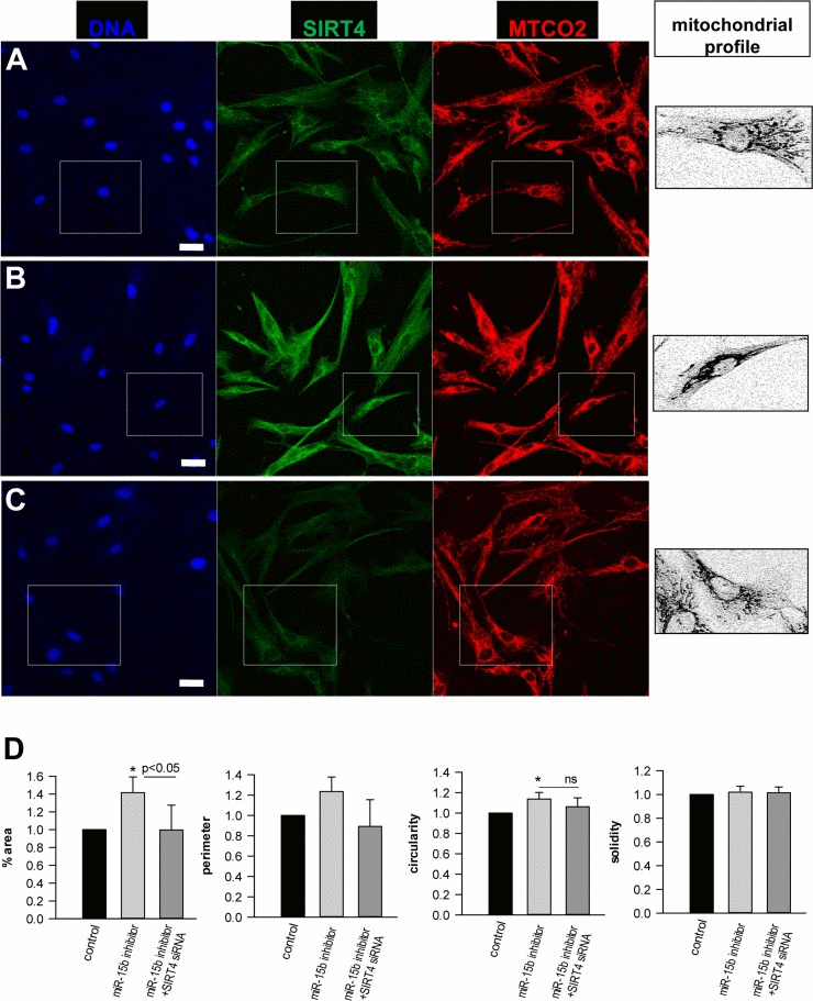 Analysis of the effect of the miR-15b – SIRT4 axis on mitochondrial morphology and fragmentation