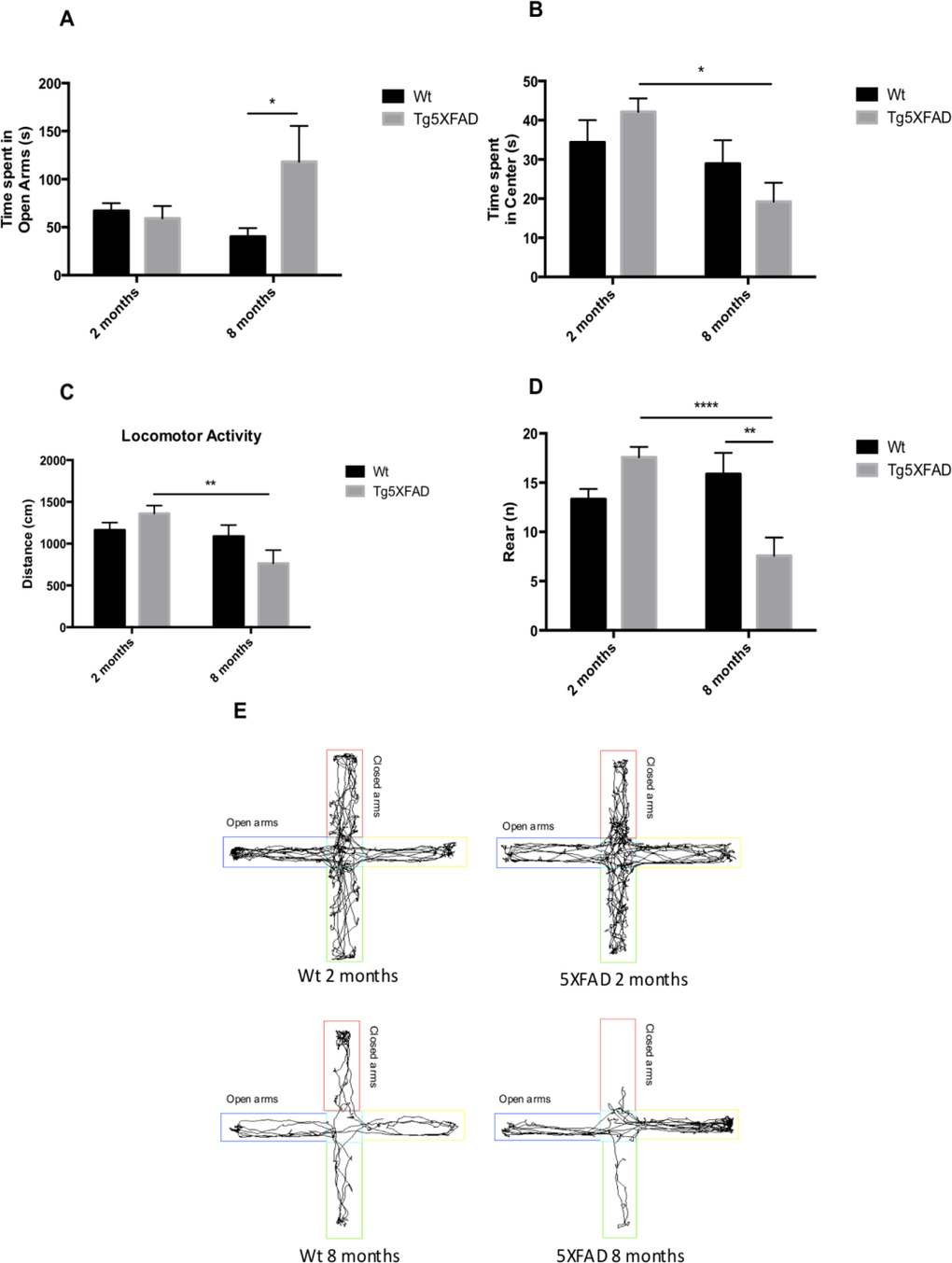 Results of Elevated Plus Maze (EPM) in female mice aged 2 and 8 months (Wt and 5XFAD). Time spent in open arms (A), Time spent in center maze (B), Locomotor activity (C), Rears/vertical activity (D), Representative track sheets showing duration dependent changes in time spent in and number of entries on the open arm and closed arm in EPM (E). Data represented as observed mean ± Standard Error of the Mean (SEM); (n = 10 for each group). *p